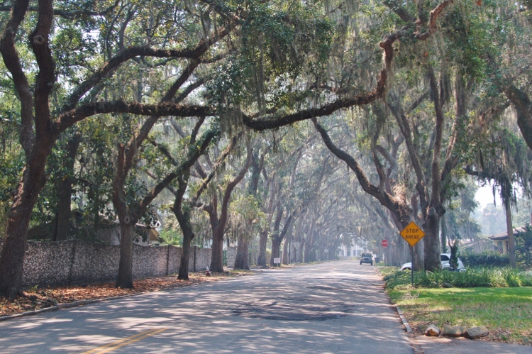 Spanish Moss trees
